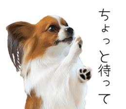 Papillon Tiga-chan 2 sticker #14704079