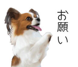 Papillon Tiga-chan 2 sticker #14704080