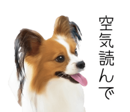 Papillon Tiga-chan 2 sticker #14704082