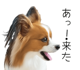 Papillon Tiga-chan 2 sticker #14704083
