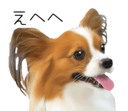 Papillon Tiga-chan 2 sticker #14704084