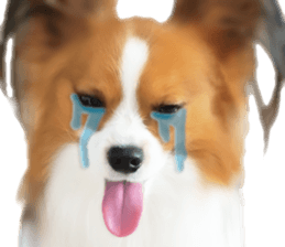 Papillon Tiga-chan 2 sticker #14704089