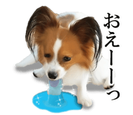 Papillon Tiga-chan 2 sticker #14704090