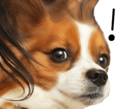 Papillon Tiga-chan 2 sticker #14704092