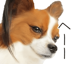 Papillon Tiga-chan 2 sticker #14704093