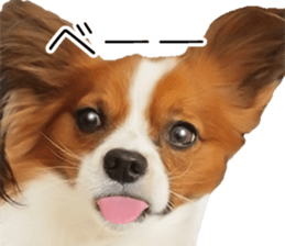 Papillon Tiga-chan 2 sticker #14704094