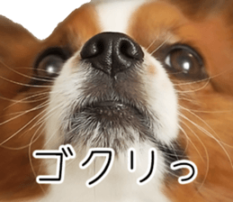 Papillon Tiga-chan 2 sticker #14704097