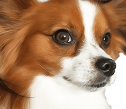 Papillon Tiga-chan 2 sticker #14704100