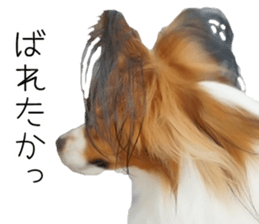 Papillon Tiga-chan 2 sticker #14704101