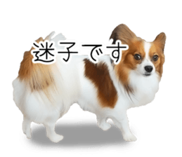 Papillon Tiga-chan 2 sticker #14704104