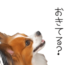 Papillon Tiga-chan 2 sticker #14704105