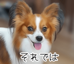 Papillon Tiga-chan 2 sticker #14704107