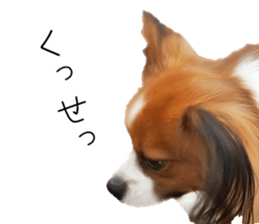 Papillon Tiga-chan 2 sticker #14704109