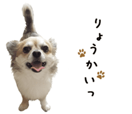 Chihuahuadog_maro sticker #14704670