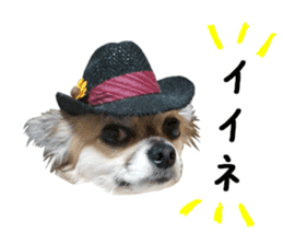Chihuahuadog_maro sticker #14704671
