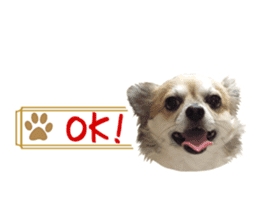 Chihuahuadog_maro sticker #14704672