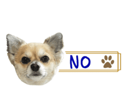 Chihuahuadog_maro sticker #14704673