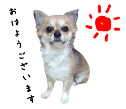 Chihuahuadog_maro sticker #14704674