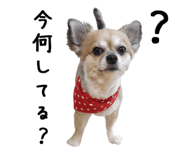 Chihuahuadog_maro sticker #14704675