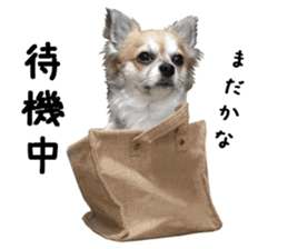 Chihuahuadog_maro sticker #14704676