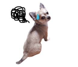 Chihuahuadog_maro sticker #14704677