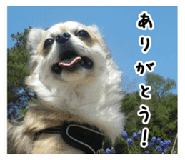 Chihuahuadog_maro sticker #14704678