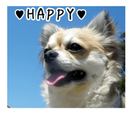 Chihuahuadog_maro sticker #14704679