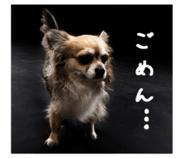 Chihuahuadog_maro sticker #14704680