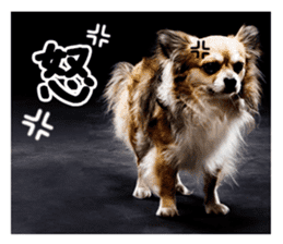 Chihuahuadog_maro sticker #14704681