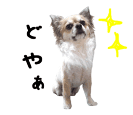 Chihuahuadog_maro sticker #14704682