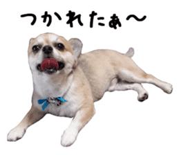 Chihuahuadog_maro sticker #14704683