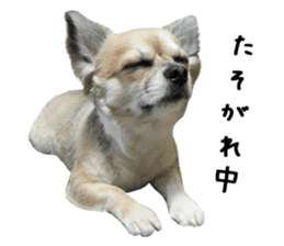 Chihuahuadog_maro sticker #14704684
