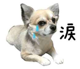 Chihuahuadog_maro sticker #14704685
