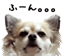Chihuahuadog_maro sticker #14704686