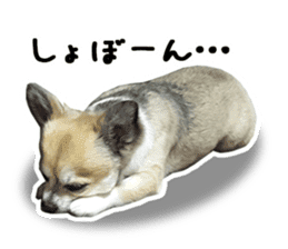 Chihuahuadog_maro sticker #14704687