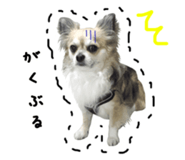 Chihuahuadog_maro sticker #14704688
