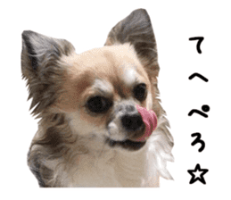 Chihuahuadog_maro sticker #14704689
