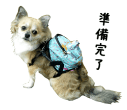 Chihuahuadog_maro sticker #14704690