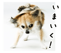Chihuahuadog_maro sticker #14704691