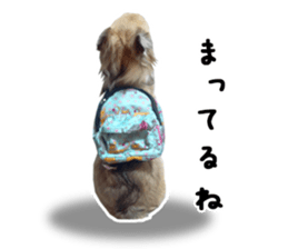 Chihuahuadog_maro sticker #14704692