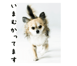 Chihuahuadog_maro sticker #14704693