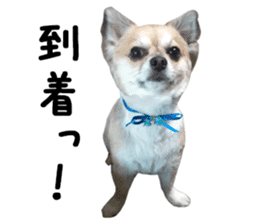 Chihuahuadog_maro sticker #14704694