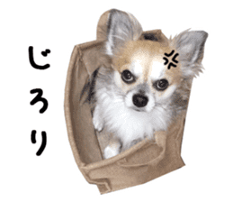 Chihuahuadog_maro sticker #14704695