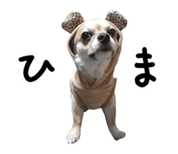 Chihuahuadog_maro sticker #14704696