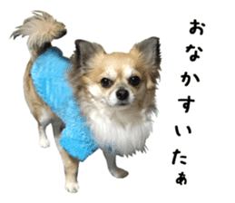 Chihuahuadog_maro sticker #14704697