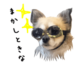 Chihuahuadog_maro sticker #14704698