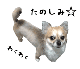 Chihuahuadog_maro sticker #14704699