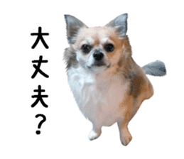 Chihuahuadog_maro sticker #14704700