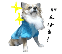 Chihuahuadog_maro sticker #14704701