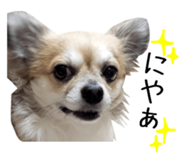 Chihuahuadog_maro sticker #14704702